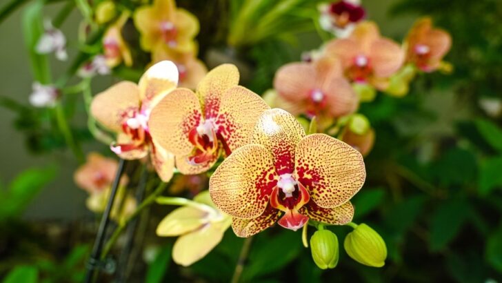 8 Mistakes That Are Killing Your Orchid (And How to Fix Every One)