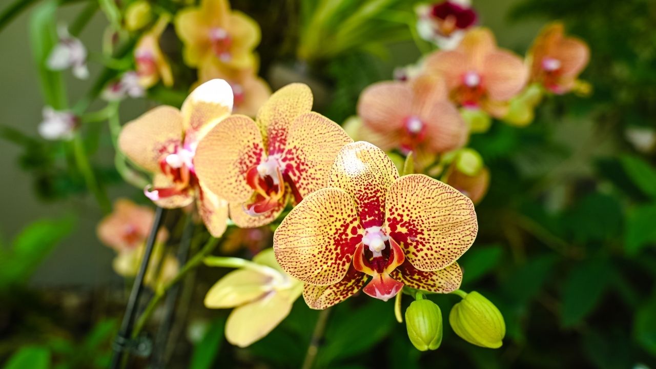 A bush of flowering Orchids in the garden, close-up