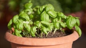 A closeup of little basil (Ocimum basilicum) leaves in a pot