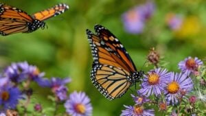 A closeup shot of Monarch butterflies