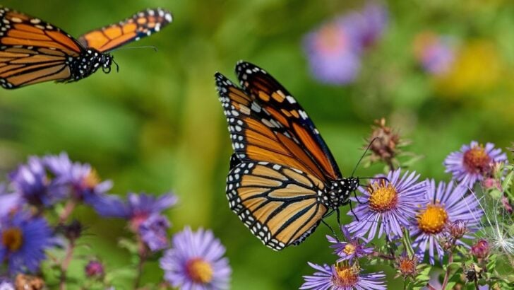 9 Plants That Actually Attract Monarch Butterflies Before They’re Gone for Good