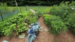 A garden path between rows of organic vegetables. Rich soil, green plants, and a sense of abundance. Ideal for food, nature, and health content.
