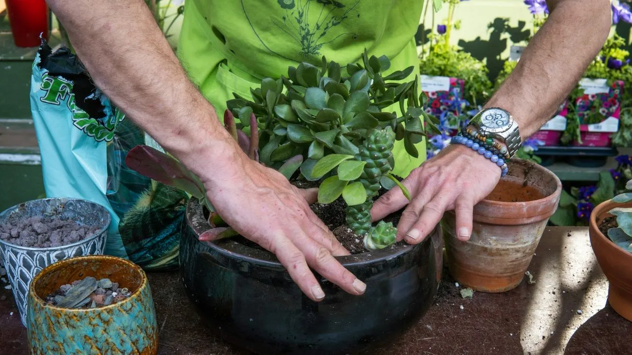 A person holding a plant.