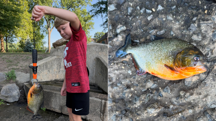 8-Year-Old Boy is Surprised to Catch a Piranha in Pennsylvania Lake
