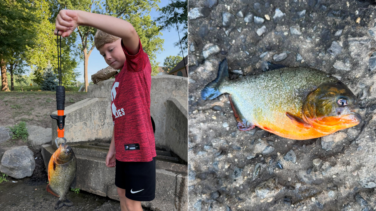 A-piranha-caught-in-a-Pennsylvania-lake-via-Michael-Coffey-on-Facebook