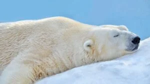 A polar bear sleeps in the snow