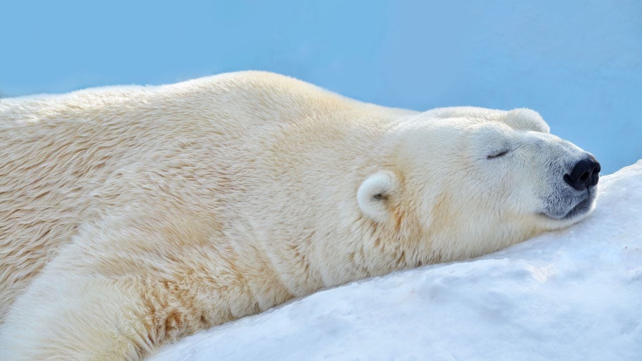 Person Fined $5,000 For Using Foghorn to Wake Sleeping Polar Bear in Norway