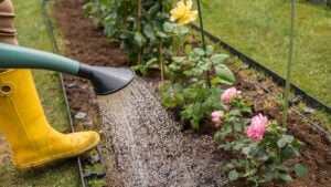 A woman in yellow rubber boots waters rose bushes in a flowerbed with a lawn grid from a green watering can. Other rose bushes and a green lawn are visible nearby.
