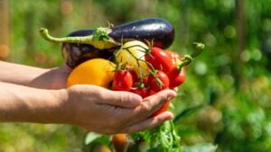 A woman is harvesting vegetables in the garden. Selective focus. Food.