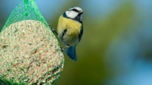 A wonderful and colorful blue tit perching on a feeder eating suet bird cake, suet birds ball with seeds in cold autumn in Europe. Birds on feeder.