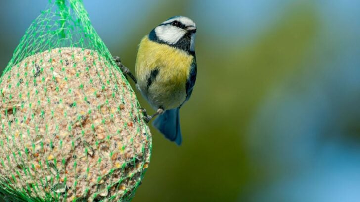 Why Wildlife Experts Are Telling People to Take Down Their Bird Feeders