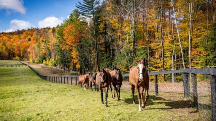 This Top U.S. Destination for Fall Foliage May Surprise You
