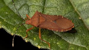 Adult Squash Bug of the Genus Anasa