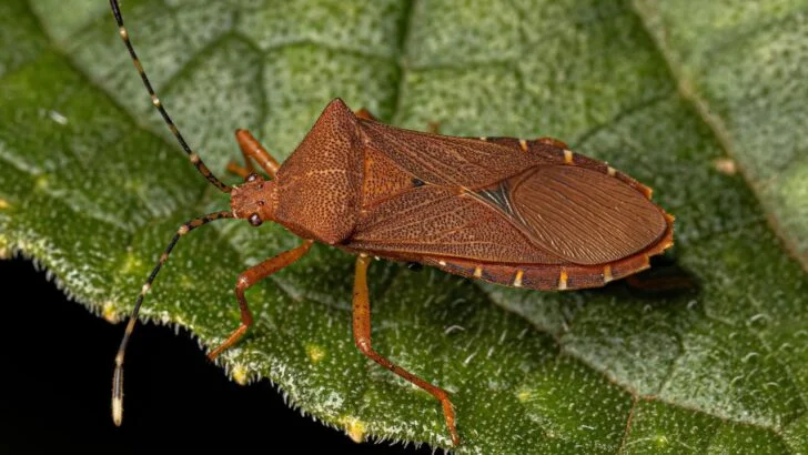 9 Zucchini Companion Plants That Actually Stop Squash Bugs from Terrorizing Your Garden