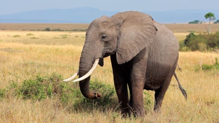 4 Arrested as Kenya Investigates 18 Elephant Deaths Near Amboseli
