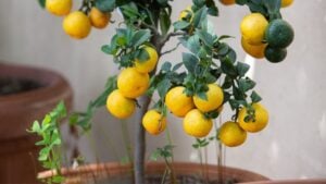 Amazing lemons fruits on lemon tree - potted plant in Sicily. Beauty in nature of southern Italy and backgrounds of nature and agriculture.