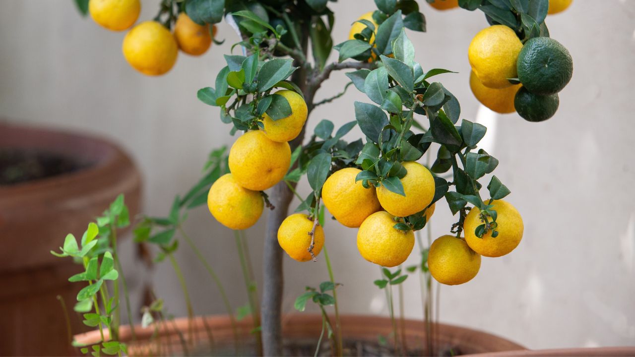 Amazing lemons fruits on lemon tree - potted plant in Sicily. Beauty in nature of southern Italy and backgrounds of nature and agriculture.