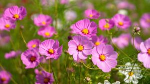 Beautiful cosmos flowers blooming in flower field