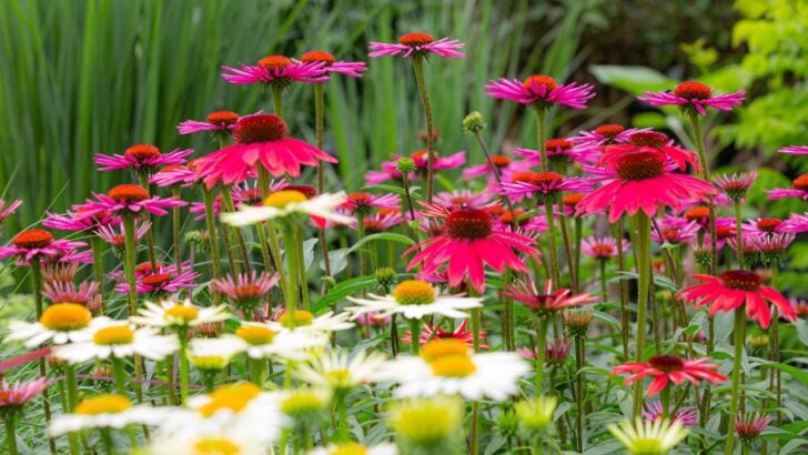 9 Signs Your Garden Plants Are Too Crowded, and the Damage May Already Be Done