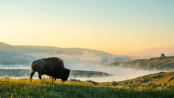 Focused Fisherman Has No Idea Bison Is Walking Up Behind Him in Yellowstone