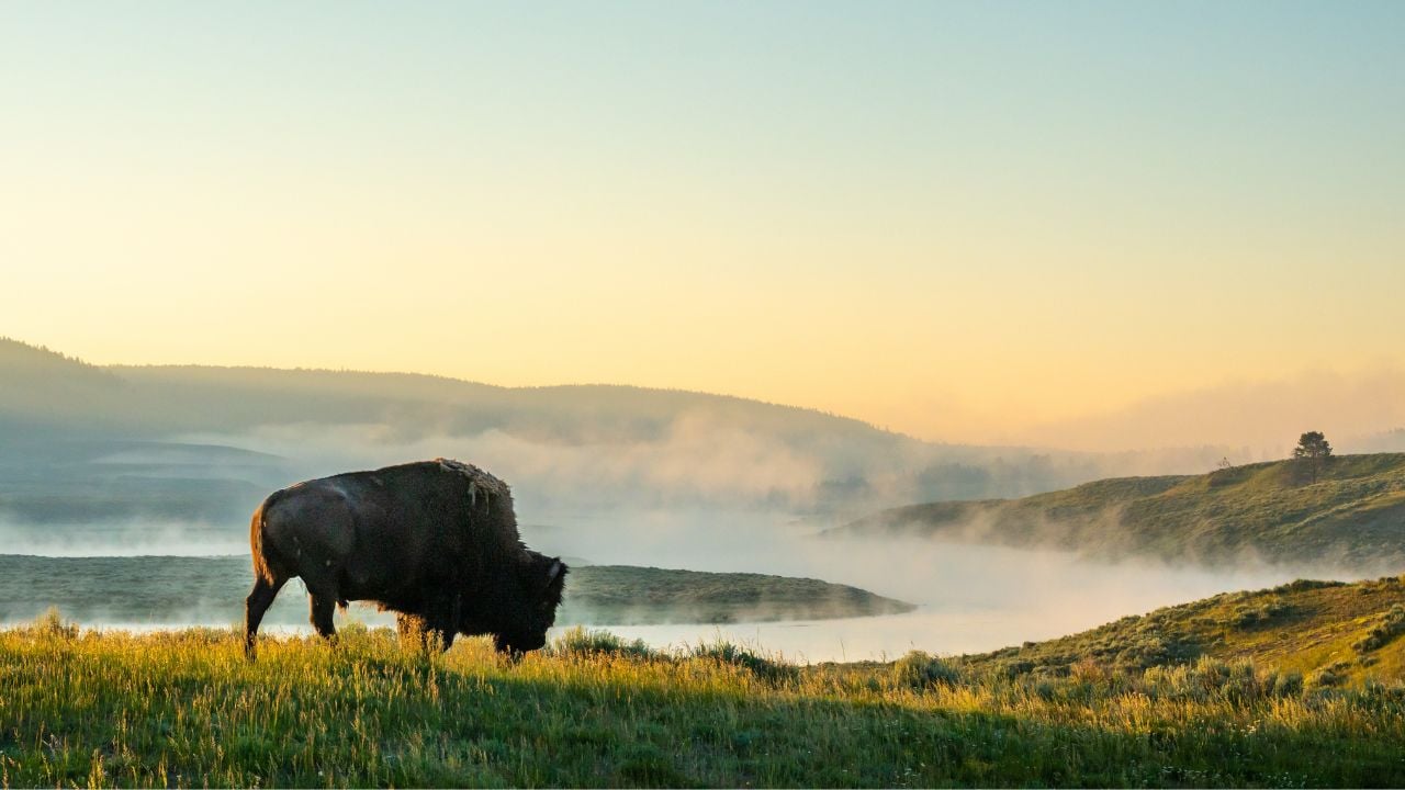 Bison Walks Toward The Foggy Yellowstone River in Summer