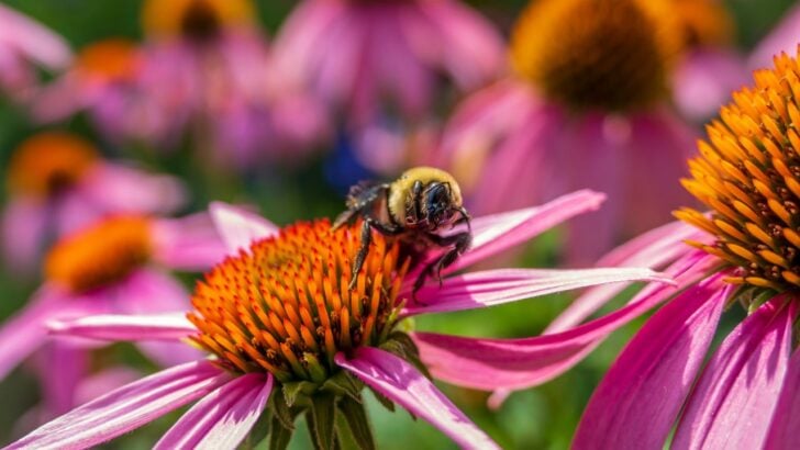 12 No-Fuss Plants That Attract Bees to Your Yard