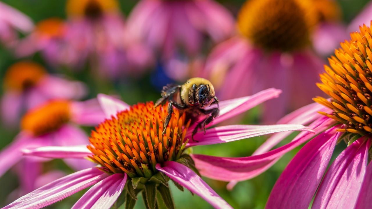 Bumblebee with tongue out sipping nectar from flower