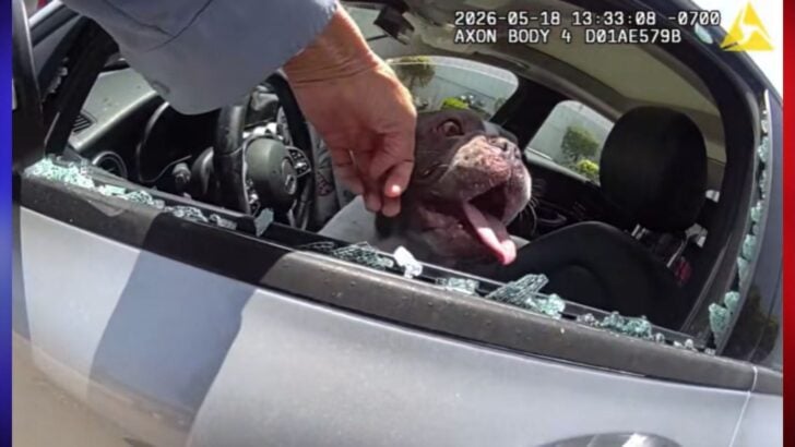 California Officer Breaks Car Window to Help 5 Trapped Dogs Escape Dangerous Heat