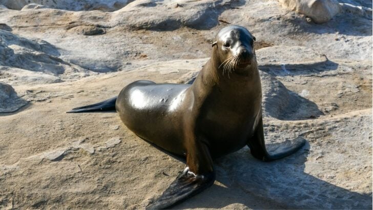18-Year-Old Who Kicked Sea Lion in a Viral Video Pleads Guilty to Charges