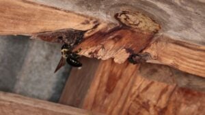 Carpenter bee on 2 by 4 of structure, isolated close up.