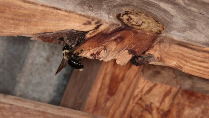 7 Steps to Get Rid of Carpenter Bees (And Stop Them From Coming Back)