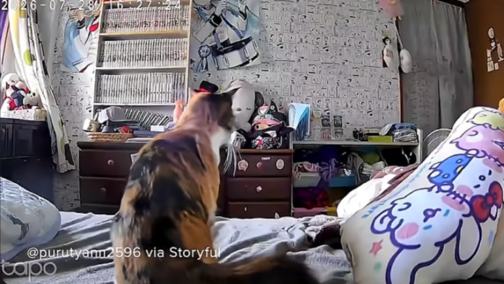Pet Camera Catches Cat’s Perfectly Timed Escape Before Japan Earthquake