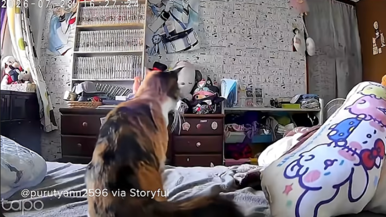 Cat-Escapes-Earthquake