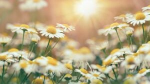 Chamomile in meadow, wild camomile (chamomile) lit by sunlight