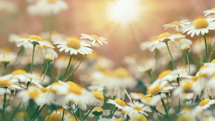 Your Backyard Pharmacy: 12 Medicinal Herbs Worth Growing Yourself