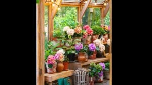 Charming wooden greenhouse with blooming potted hydrangeas and vibrant green plants, surrounded by summer foliage, under string lights in backyard garden background.