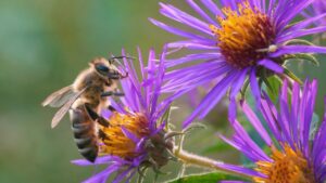 Close up of a honey bee (Apis mellifera) feeding on some purple New England Aster wildflowers against a green background