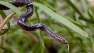 Close-up of a snake slithering on green leaves, showcasing its textured scales and flicking tongue in a natural setting.