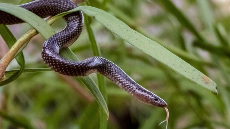 Close-up of a snake slithering on green leaves, showcasing its textured scales and flicking tongue in a natural setting.