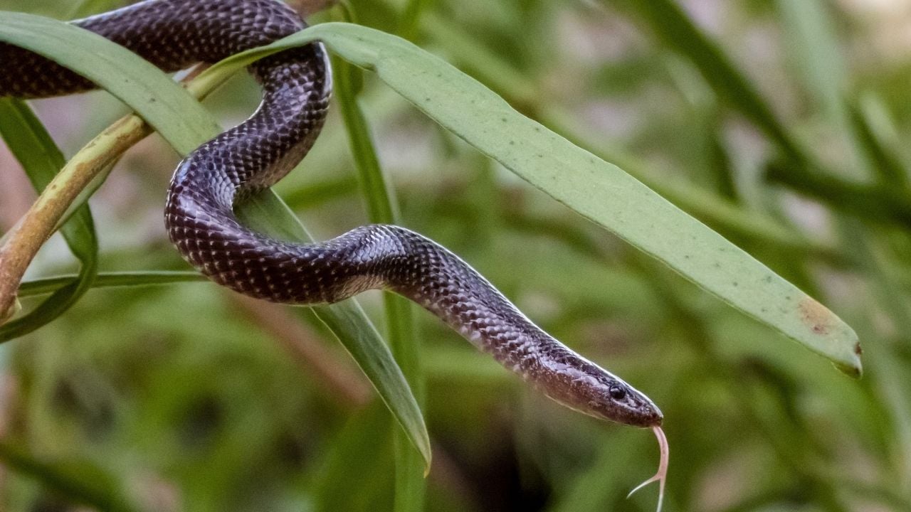 Close-up of a snake slithering on green leaves, showcasing its textured scales and flicking tongue in a natural setting.