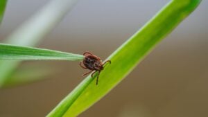 Close-up of a tick crawling on a blade of grass, representing the dangers of lyme disease and other tick-borne illnesses in natural environments