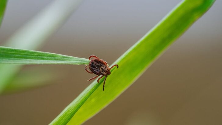 7 Yard Mistakes That Turn Your Backyard Into a Tick Breeding Ground