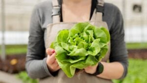 Close up of sustainable fresh green lettuce crop harvest. Certified naturally sprouted up locally harvested healthy food grown as organic nutrient vegan source.