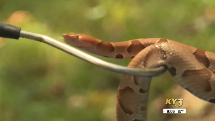 A Missouri Man Has Found 47 Copperheads in His Yard This Year and Tracks Every One