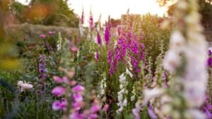 Cottage garden. Close up of pink purple white foxglove flowers blooming in summer garden by English roses. Digitalis in blossom.