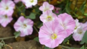 Field bindweed or Convolvulus arvensis or European bindweed or Creeping Jenny with open flowers surrounded with dense green leaves, closeup of Field bindweed flower