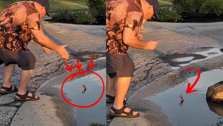 A Man Found a Hilariously Aggressive Crawdad Standing Its Ground in a Rain-Filled Puddle