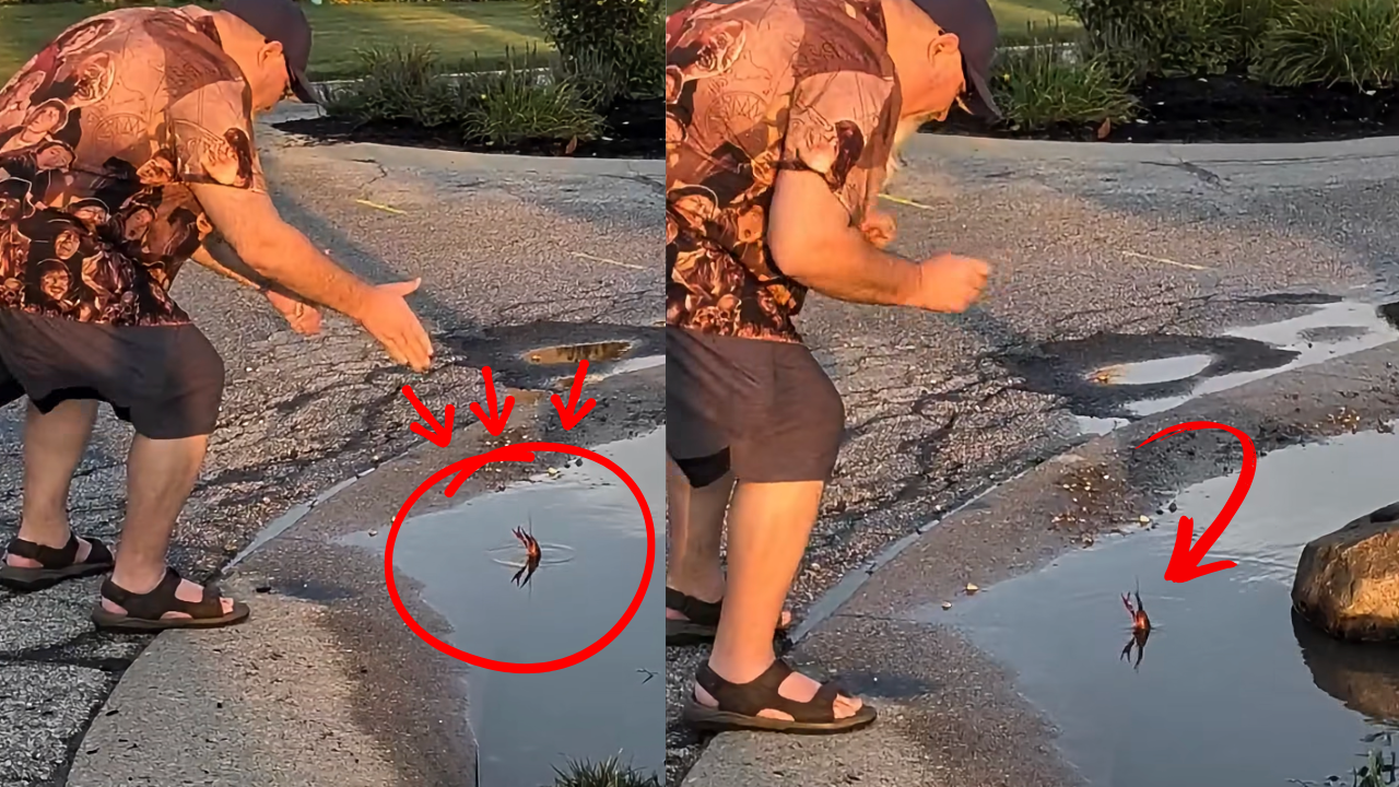 Fighting Crawfish