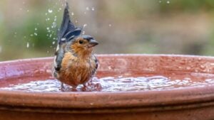Funny male chaffinch having a bath in a dish of water in the woodland