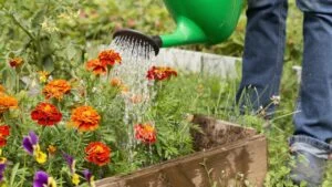 Gardener watering flowerbed with red orange tagetes, marigold flowers with water in watering can in garden close up